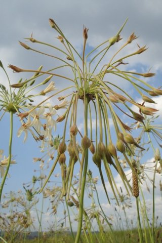 Pelargonium luridum fruiting